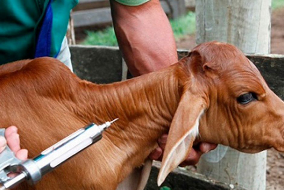 +PECUÁRIA BRASIL: casos de brucelose no Equador é alerta para vacinação do gado