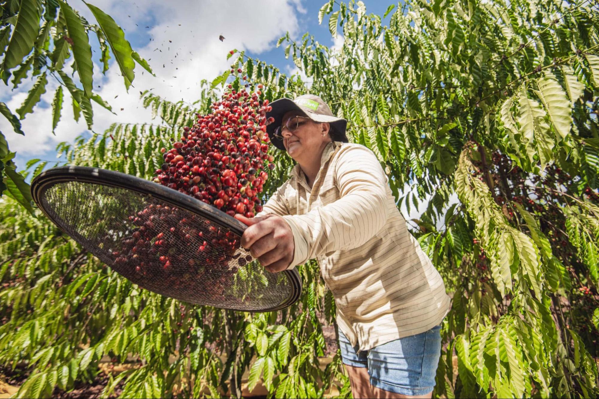 RECONECTE-SE: saiba mais sobre a grande revolução dos consórcios agroflorestais no cultivo do café