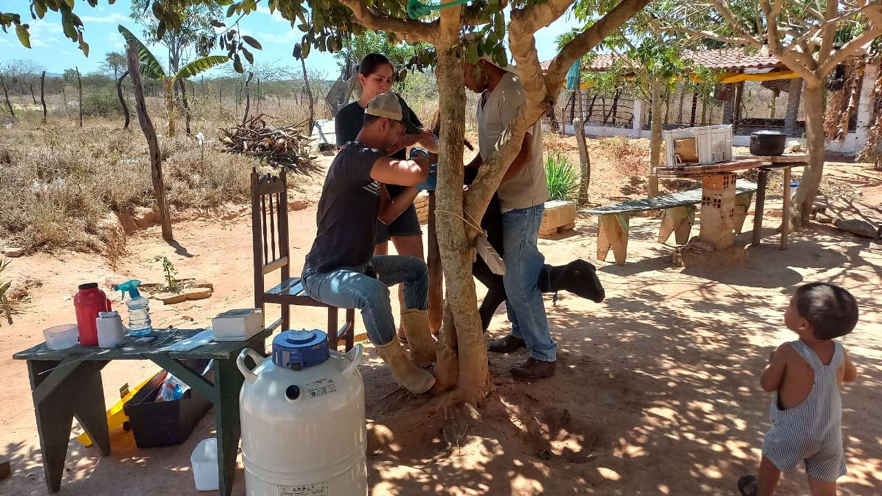 +GENÉTICA NO SERTÃO: programa avança com protocolos em Alagoas e inseminações no Piauí